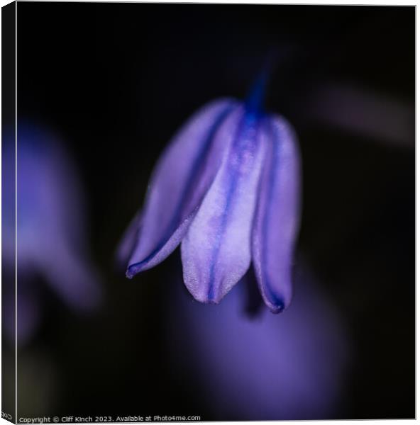 Softness of the bluebell Canvas Print by Cliff Kinch
