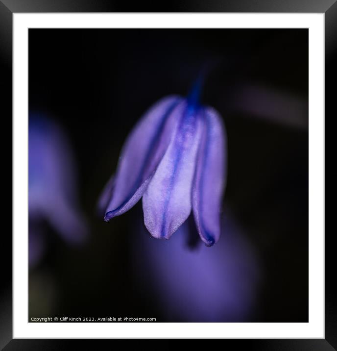 Softness of the bluebell Framed Mounted Print by Cliff Kinch