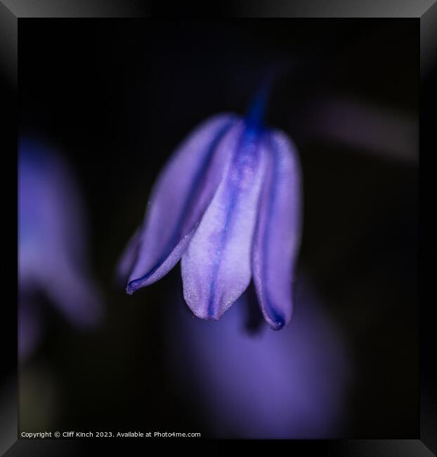 Softness of the bluebell Framed Print by Cliff Kinch