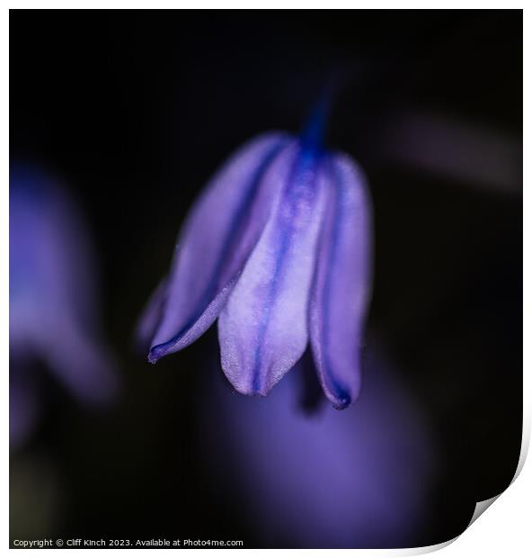 Softness of the bluebell Print by Cliff Kinch