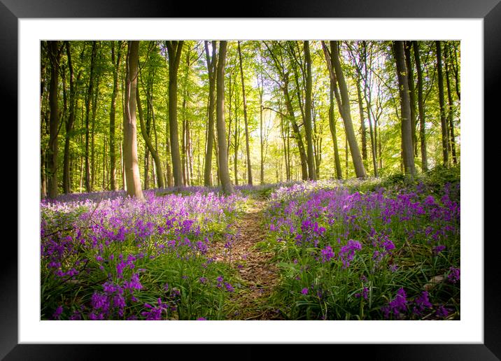 A Path Through the Bluebells Framed Mounted Print by Apollo Aerial Photography