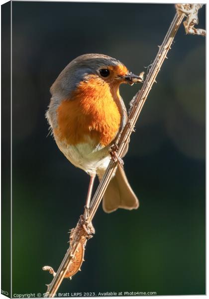 Beautiful robin bird on teasel with food Canvas Print by Simon Bratt LRPS