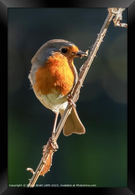 Beautiful robin bird on teasel with food Framed Print by Simon Bratt LRPS