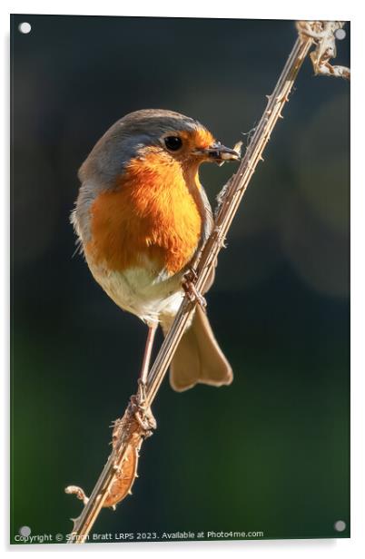 Beautiful robin bird on teasel with food Acrylic by Simon Bratt LRPS