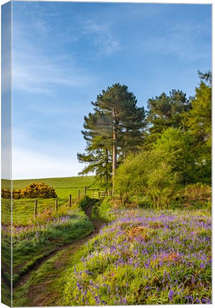 Enchanting Newton Woods near Roseberry Topping Canvas Print by Steve Smith