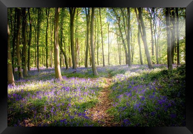 English Bluebell Wood Framed Print by Apollo Aerial Photography