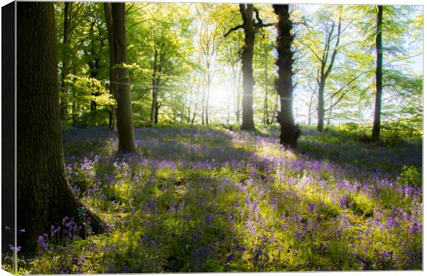 English Bluebell Wood Canvas Print by Apollo Aerial Photography