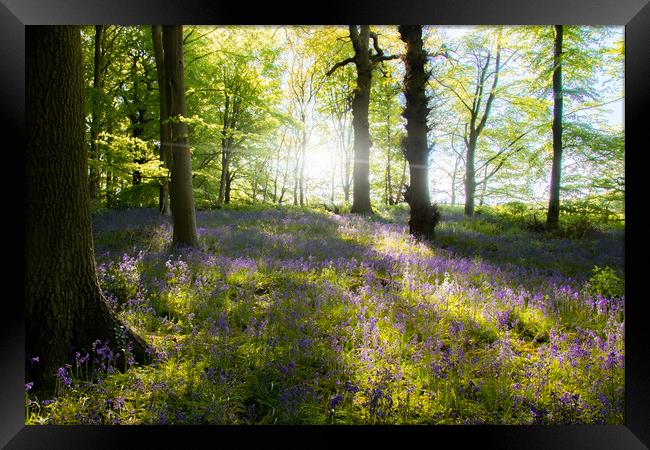 English Bluebell Wood Framed Print by Apollo Aerial Photography