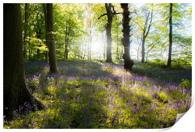 English Bluebell Wood Print by Apollo Aerial Photography