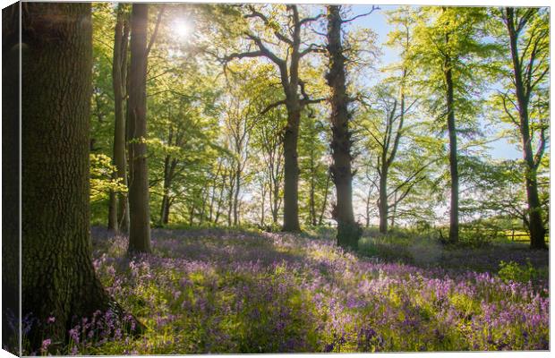 English Bluebell Wood Canvas Print by Apollo Aerial Photography
