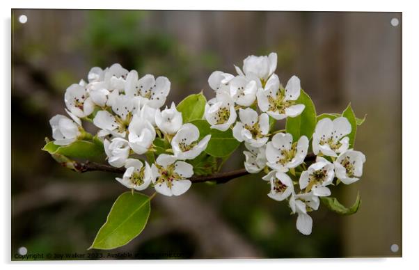 Pear blossom  Acrylic by Joy Walker