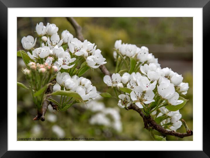Pear blossom and buds Framed Mounted Print by Joy Walker