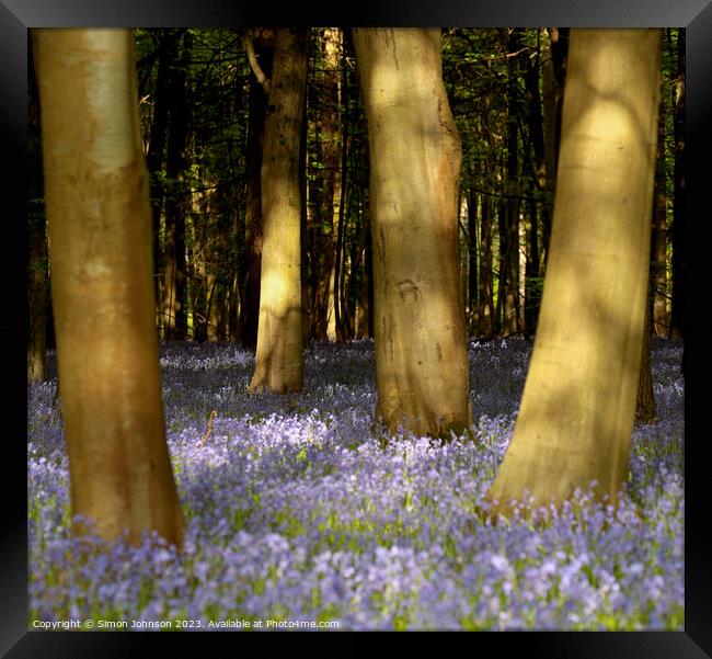 Sunlit Bluebell Woods  Framed Print by Simon Johnson