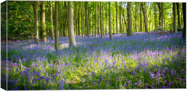 Bluebells In The Forest Canvas Print by Apollo Aerial Photography