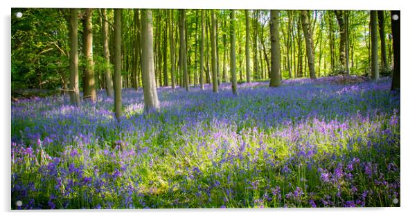 Bluebells In The Forest Acrylic by Apollo Aerial Photography