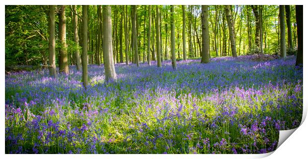 Bluebells In The Forest Print by Apollo Aerial Photography