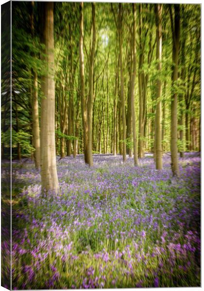 Bluebells In The Forest Canvas Print by Apollo Aerial Photography