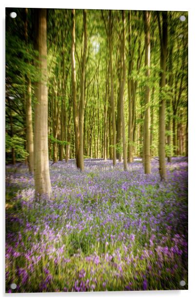 Bluebells In The Forest Acrylic by Apollo Aerial Photography