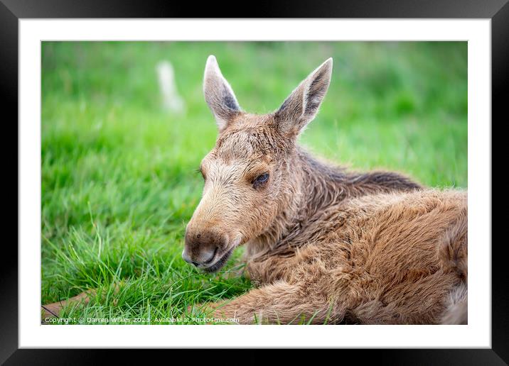European Elk Calf - wapiti. Framed Mounted Print by Darren Wilkes