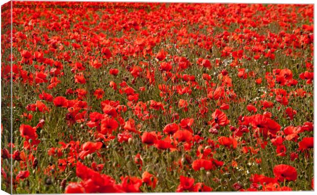 A sea of red poppies Canvas Print by Sally Wallis