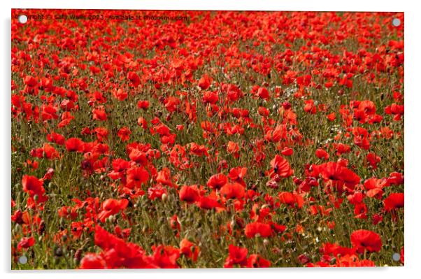 A sea of red poppies Acrylic by Sally Wallis