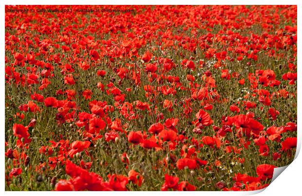 A sea of red poppies Print by Sally Wallis