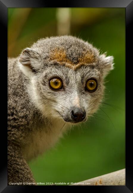 Crowned lemur - Eulemur coronatus Framed Print by Darren Wilkes