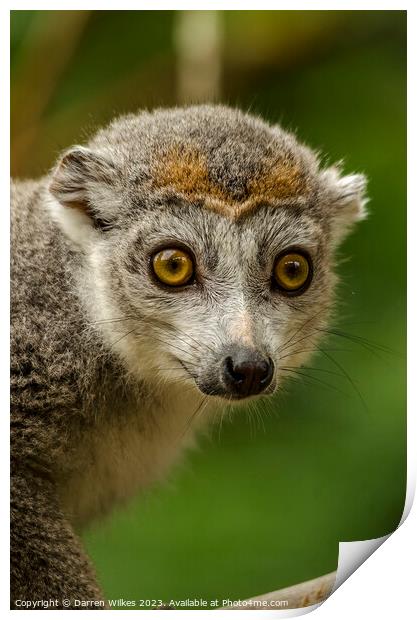 Crowned lemur - Eulemur coronatus Print by Darren Wilkes