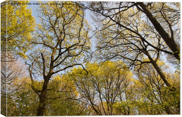 The Spring Canopy Canvas Print by Sally Wallis