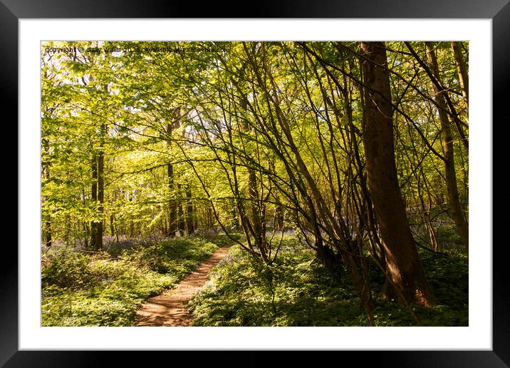 Woodland pathway Framed Mounted Print by Sally Wallis