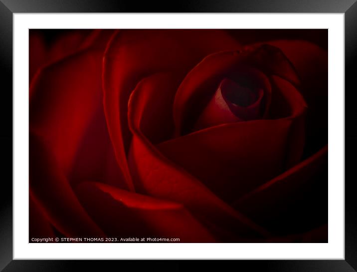 Dark Red Rose Framed Mounted Print by STEPHEN THOMAS