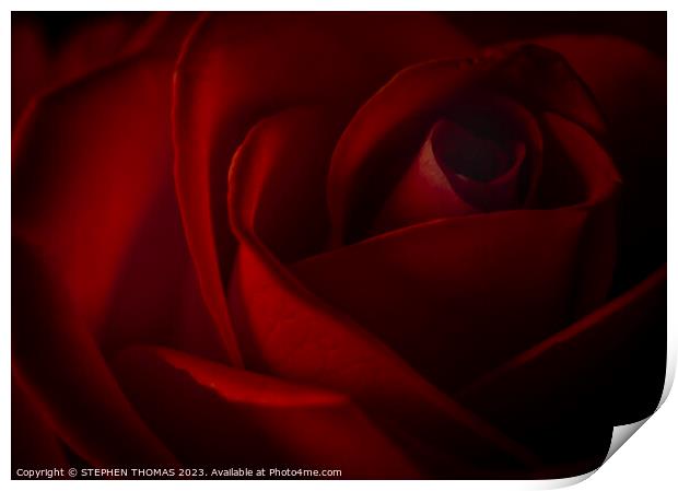 Dark Red Rose Print by STEPHEN THOMAS