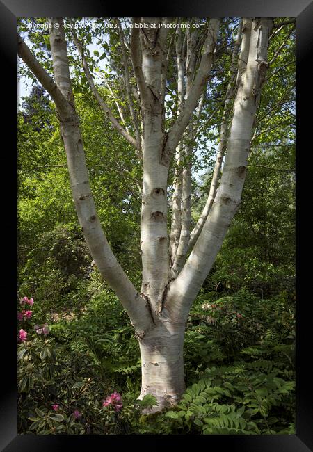 Beautiful bark of the silver birch tree Framed Print by Kevin White