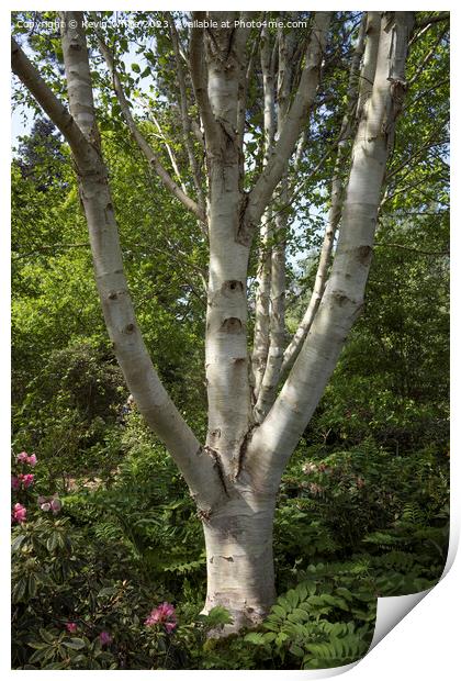 Beautiful bark of the silver birch tree Print by Kevin White
