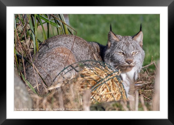 Canadian Lynx - spring Time  Framed Mounted Print by Darren Wilkes