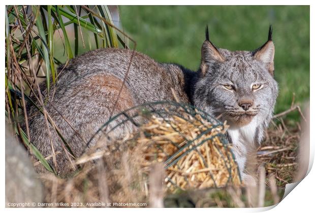 Canadian Lynx - spring Time  Print by Darren Wilkes