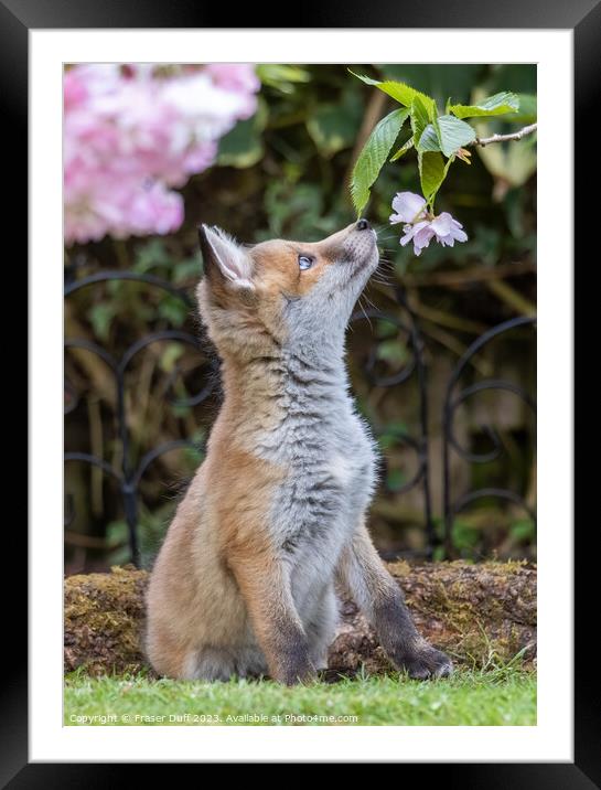 Fox Cub and Cherry Blossom Framed Mounted Print by Fraser Duff