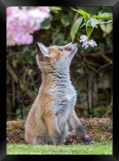 Fox Cub and Cherry Blossom Framed Print by Fraser Duff
