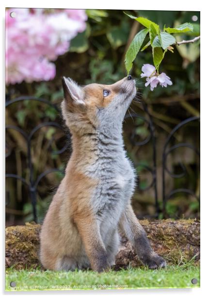Fox Cub and Cherry Blossom Acrylic by Fraser Duff