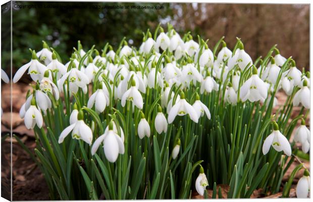 Snowdrops in early spring, Wensleydale, North Yorkshire Canvas Print by Louise Heusinkveld