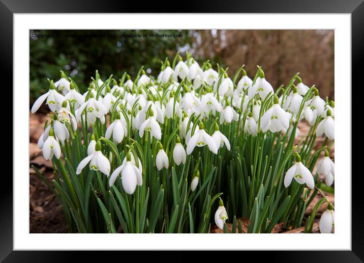 Snowdrops in early spring, Wensleydale, North Yorkshire Framed Mounted Print by Louise Heusinkveld