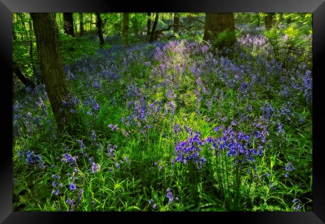 Evening Light in the Durham Bluebell Wood Framed Print by Martyn Arnold