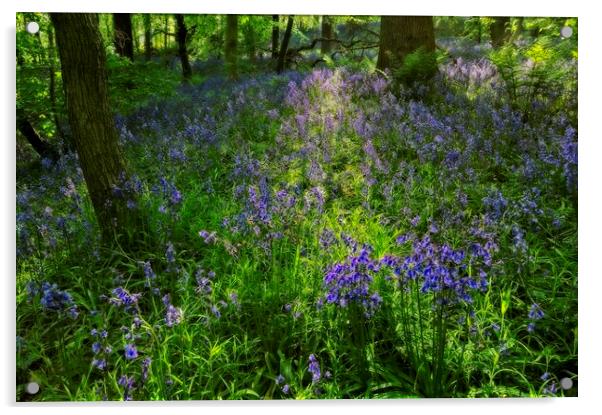 Evening Light in the Durham Bluebell Wood Acrylic by Martyn Arnold