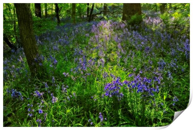 Evening Light in the Durham Bluebell Wood Print by Martyn Arnold