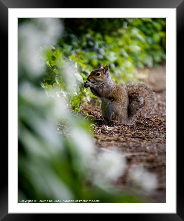 Majestic Squirrel in a Verdant Forest Framed Mounted Print by Rowena Ko