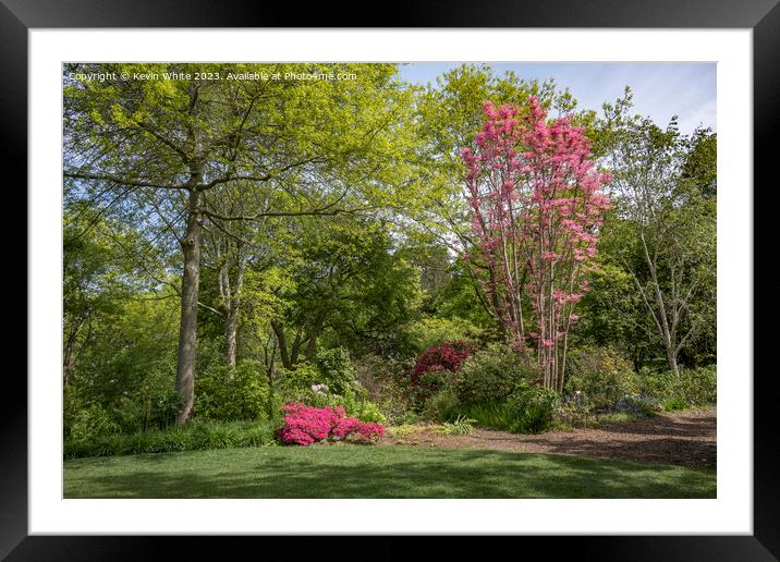 Azaleas and Rhodedendrums walk at Wisley gardens Framed Mounted Print by Kevin White