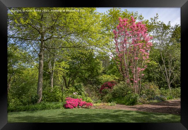 Azaleas and Rhodedendrums walk at Wisley gardens Framed Print by Kevin White