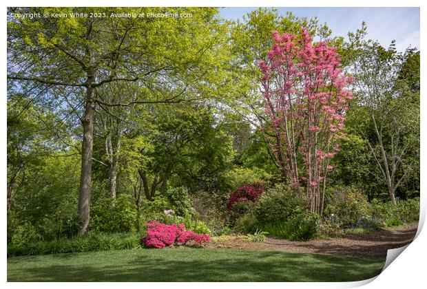 Azaleas and Rhodedendrums walk at Wisley gardens Print by Kevin White