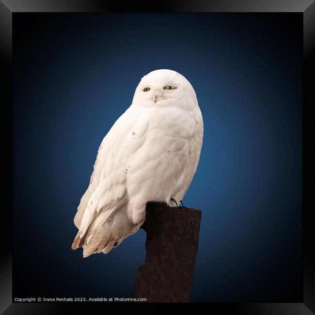 Majestic Snowy Owl Framed Print by Irene Penhale