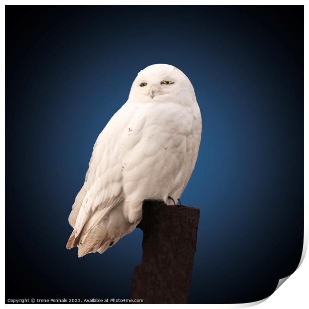 Majestic Snowy Owl Print by Irene Penhale